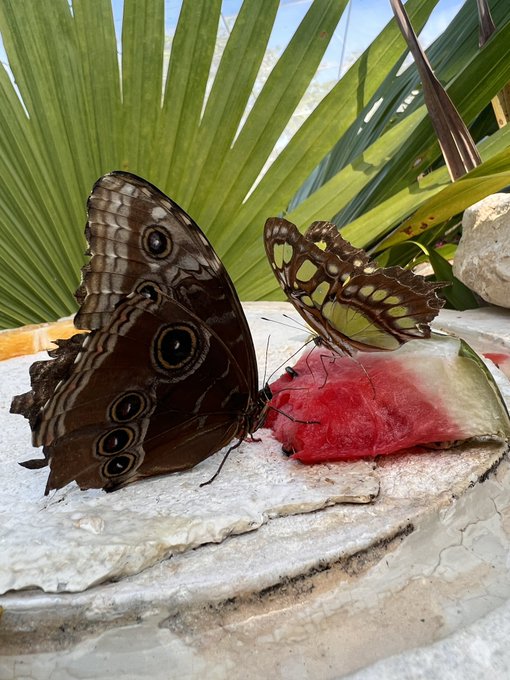 This week in my life &hellip; 🤍 https://t.co/dHbsQd72Ty