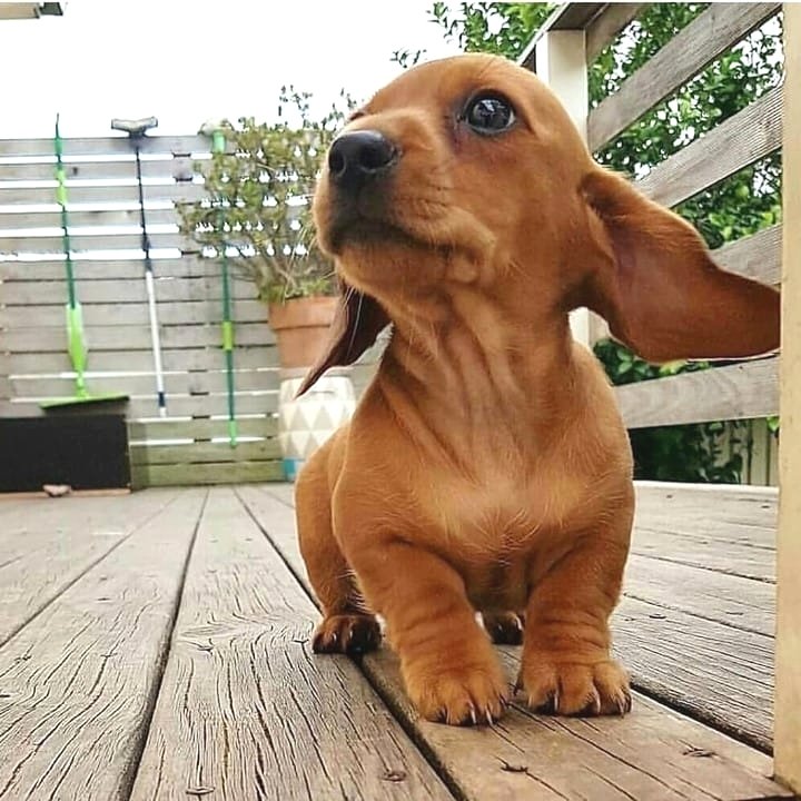 dachshund_heave's tweet photo. Cute or not??
#Dachshund #Dachshunds https://t.co/dxWqcILrkU