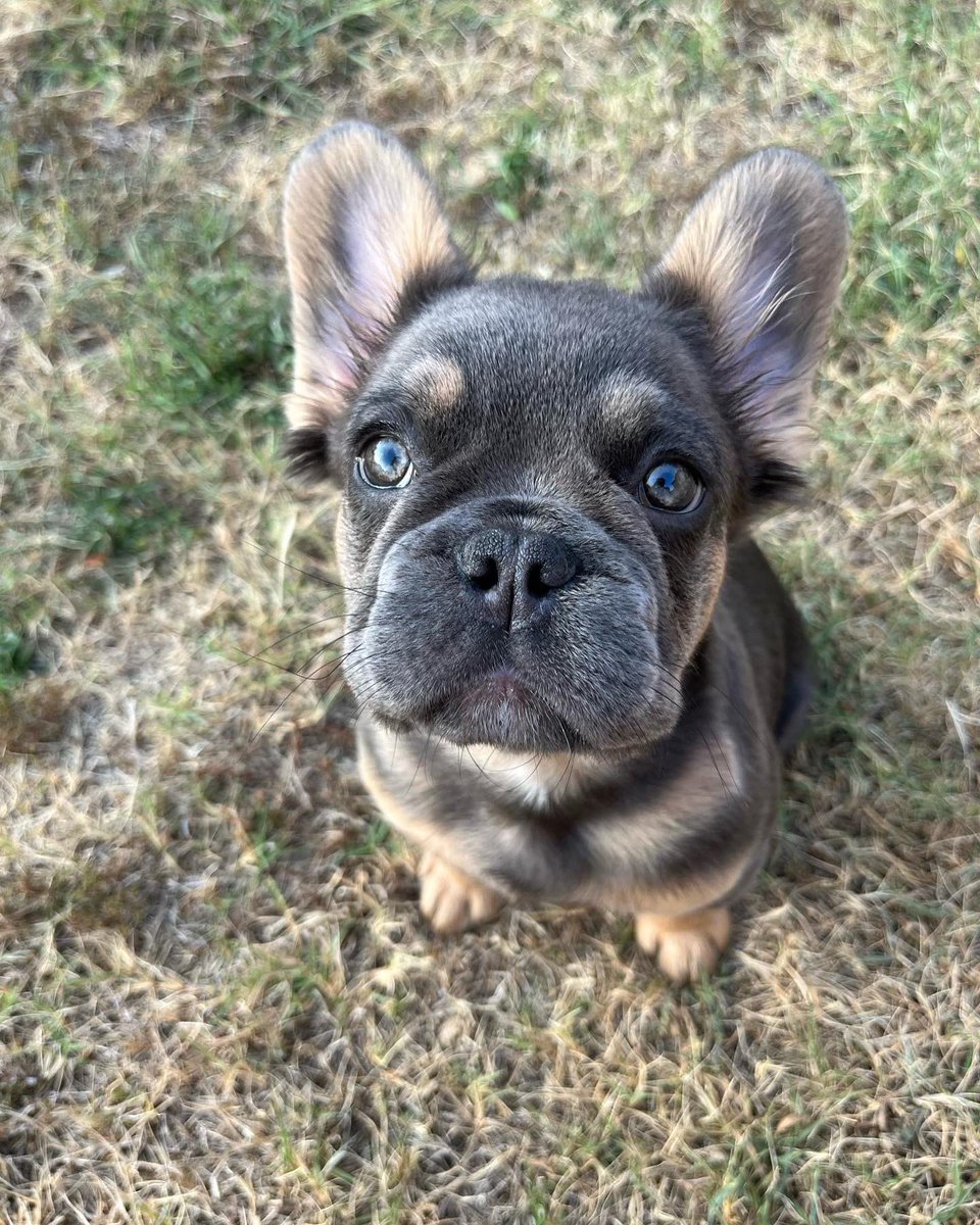 StashhhRBB's tweet photo. Welcome “MEEKO” our Full Fluffy PrimeTime Son me and my partner @wynnfrenchies will be opening him up @2k INTRO RATE Dm Me or @wynnfrenchies to 🔒 in (that’s our Instagram pages ) https://t.co/Ykm7Jpnq1X