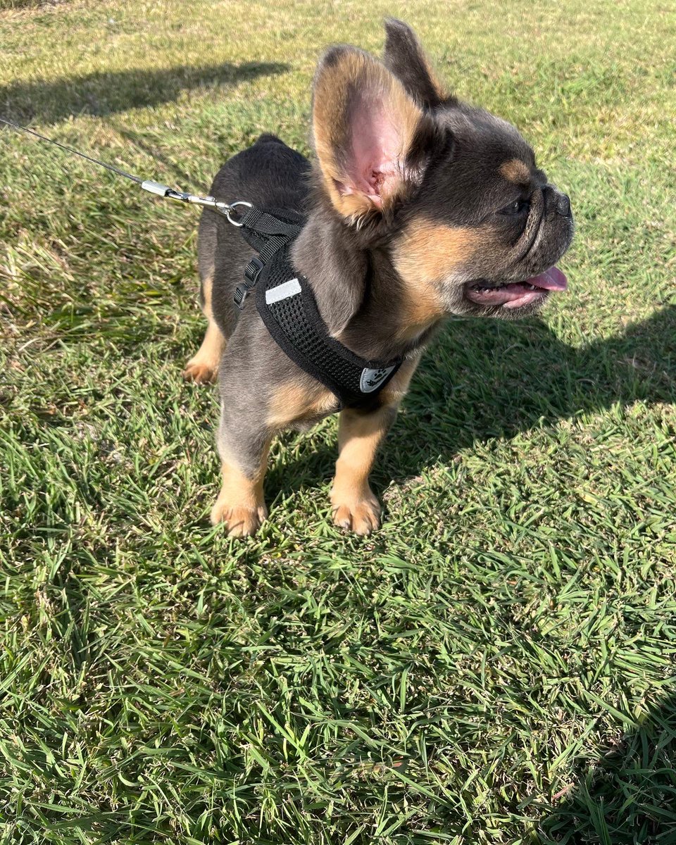 StashhhRBB's tweet photo. Welcome “MEEKO” our Full Fluffy PrimeTime Son me and my partner @wynnfrenchies will be opening him up @2k INTRO RATE Dm Me or @wynnfrenchies to 🔒 in (that’s our Instagram pages ) https://t.co/Ykm7Jpnq1X