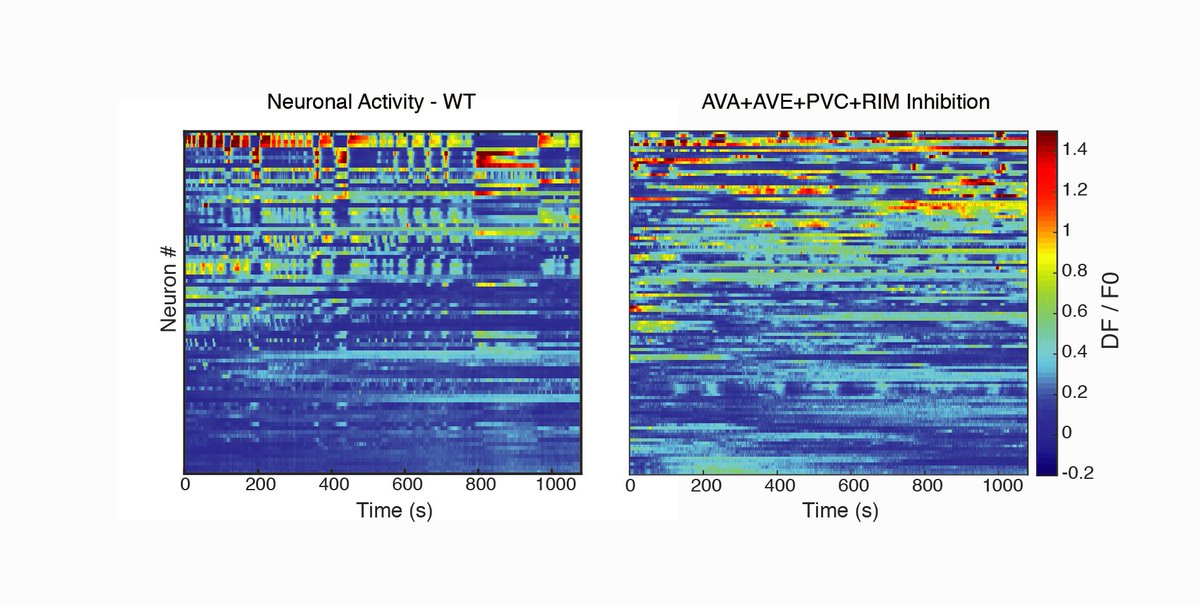 keremuzel's tweet photo. A striking observation was the AVA-AVE-RIM-PVC inhibition line where neurons remained vigorously active but in an uncoordinated way which countervails the notion that neuronal population dynamics are driven by a pacemaker neuron(s) but instead arise as an emergent property. 6/ https://t.co/fJXRMTGxXY