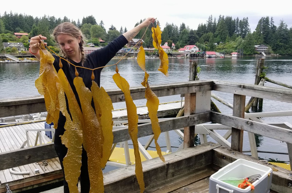 ClaireAttridge's tweet photo. We're @BamfieldMSC and into the thick of our field season!
On top of dive surveying at 30 sites, our team will be measuring canopy kelps in the coming weeks 🌱 
Delving deeper into kelp-community relationships!
#PhycologyFriday https://t.co/BDsqqi2sch