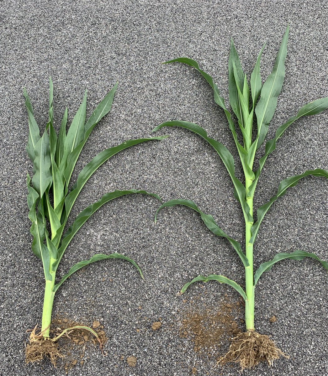 SamTheAgMan's tweet image. Walking one of the Ohio #Smartcorn plots in Seneca County and the height difference has become very distinguishable at ~V10 growth stage. On the left is a short statured corn hybrid compared to a Channel 110 RM hybrid planted on the same day @BayerTraits