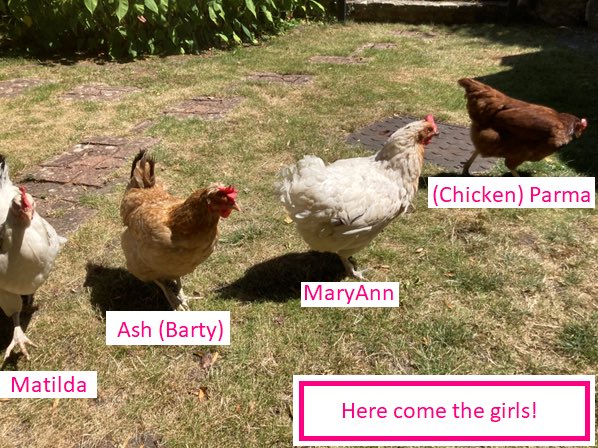 Tennistors's tweet image. Introducing a new planning pod and the🐔x4!