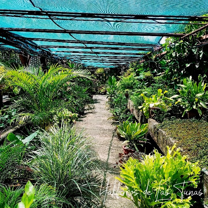 HTunas89's tweet image. Jardín Botánico, Las Tunas, Cuba

#blog #HTunas #LasTunas #Cuba #Travel