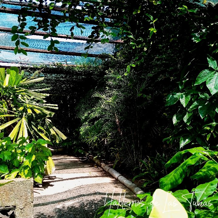 HTunas89's tweet image. Jardín Botánico, Las Tunas, Cuba

#blog #HTunas #LasTunas #Cuba #Travel