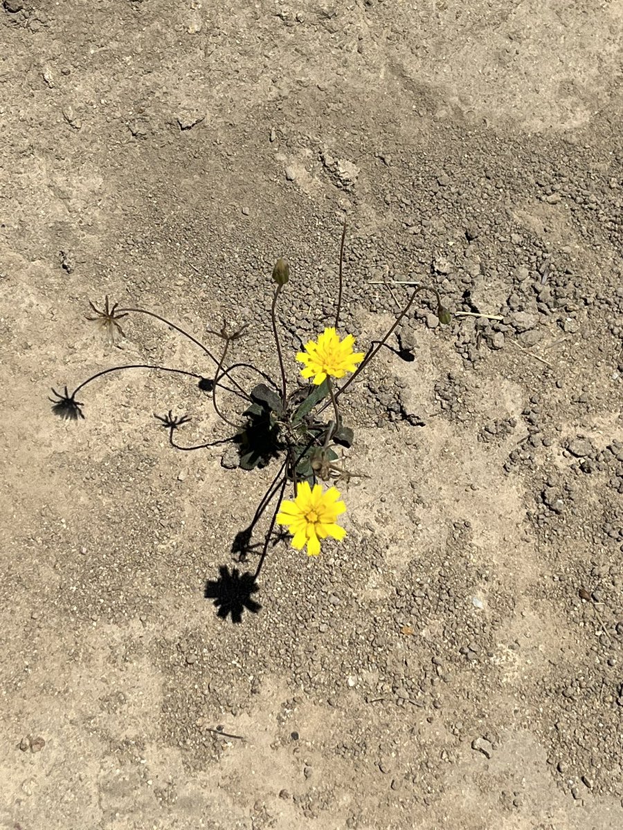 daveseter's tweet image. Flowering dirt. #resilience #weeds #wildflowers