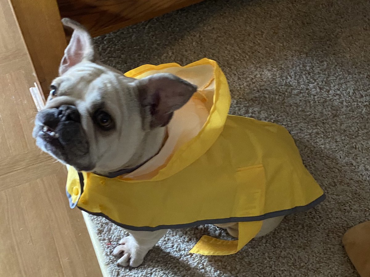 Nora the frenchie tweet media