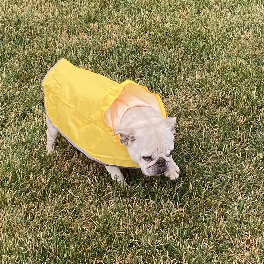 Nora the frenchie tweet media