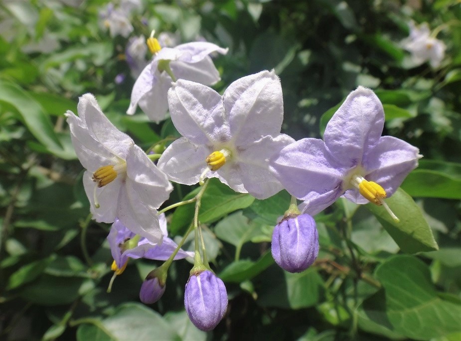 おはようございます。私の初任地は山口。当時は外相（父上）の秘書官ながら二歳違いで誕生日が同じ、安倍晋三氏は気になる人でした…政権中枢に迫るに従い、もろもろ遠い存在になりましたが。ご冥福を祈りつつ、氏を担いできた改憲勢力から「弔い合戦」といった粗雑な言葉が発せられることを恐れます。