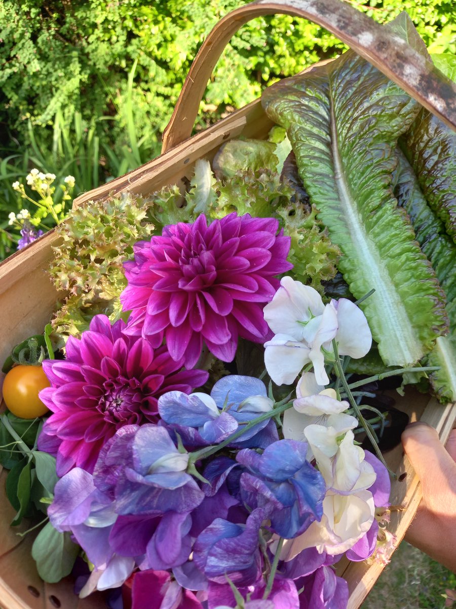 RobinsRoses's tweet photo. Harvest of the day. 今日の収穫💖
#growyourown #gyo
#GardeningTwitter #gardening #家庭菜園 https://t.co/atBwpO17AC