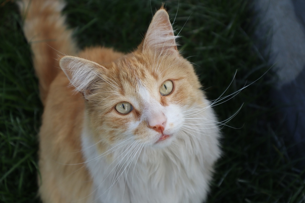 Get yourself a feral tabbycat from a farm in Ohio and see where THAT takes you...
Oscar Linford Marleybone Kent, everyone...he's not a sweetheart, he's a fluffy fluffy demon and we miss him terribly on our travels.