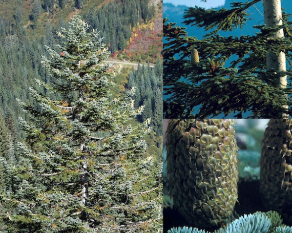 DiscoverRainier's tweet photo. The Nobel Fir (Abies procera) majestically soars above other trees, reaching heights of 200 ft. These firs can be found through out the park in the sub alpine areas. They have cones that are upright on the sturdy branches.
#trees #MORA #findyourpark #ourbackyardrocks https://t.co/s3zzFHkPFa