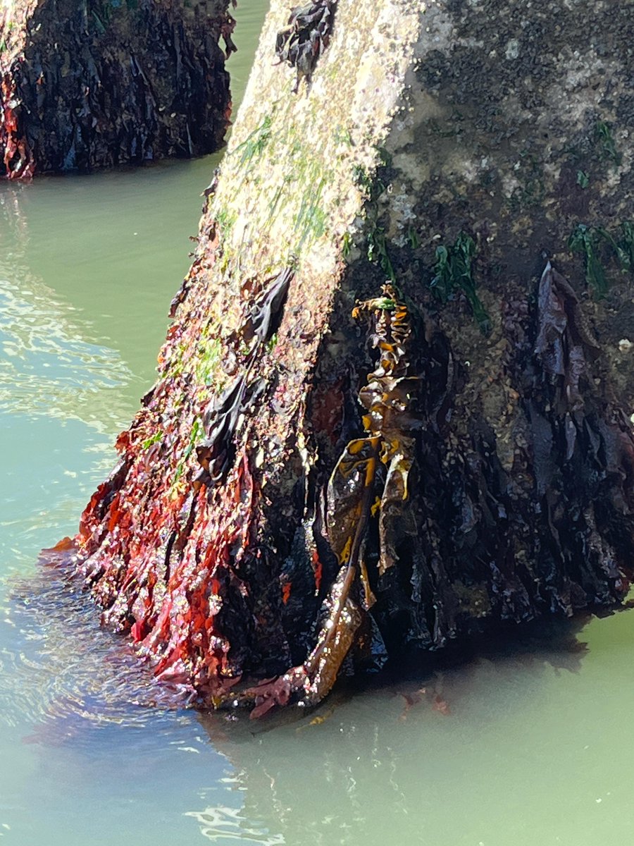 SERCinvasions's tweet photo. "I spy with my little eye...Undaria pinnatifida!" 👀 While surveying the Port of San Francisco, members of our #SERCWest team spotted some Undaria growing on the seawall at #Pier45. Can you see it? (Look for the frills!) 📷@jsickashere #PhycologyFriday #InvaderAlert #Wakame https://t.co/pBjrH9Q4pq