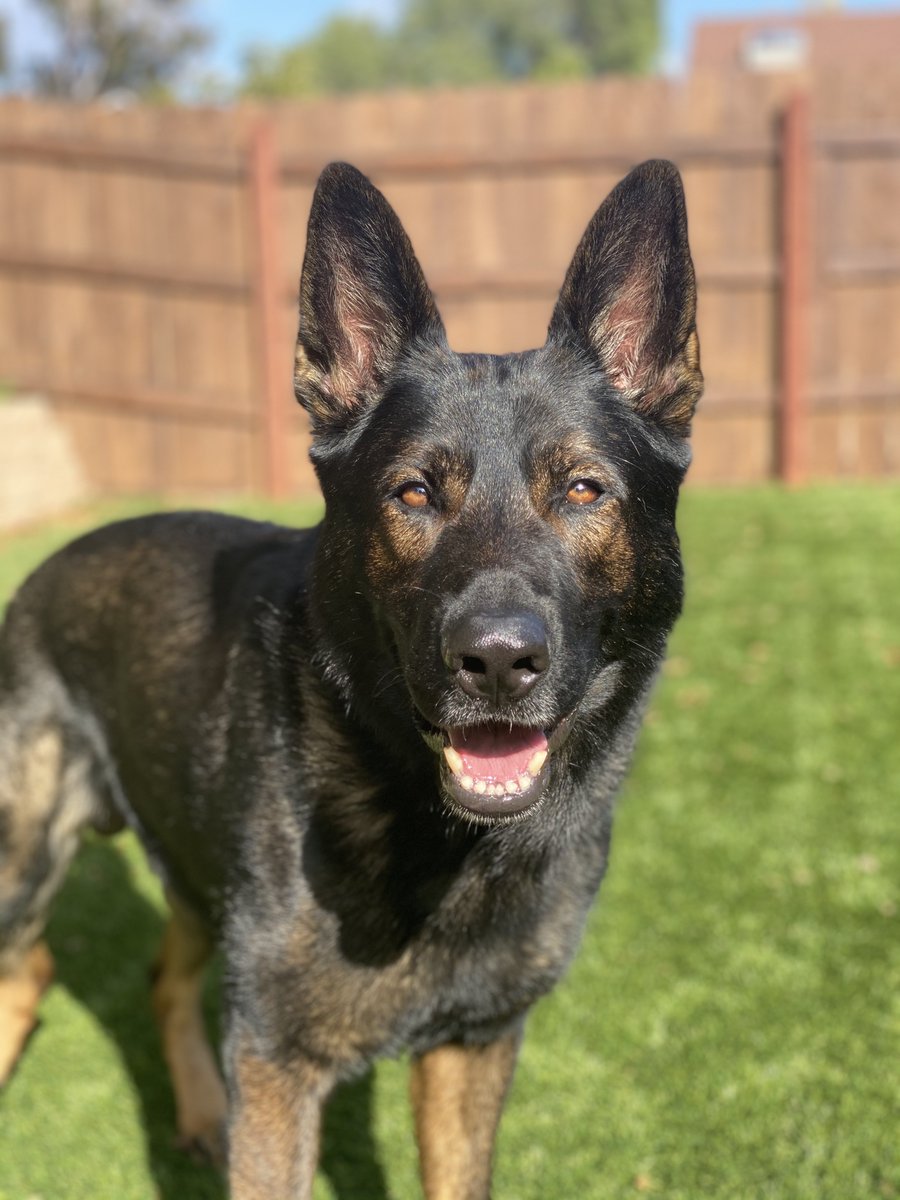 UGCwithHeather's tweet photo. My pups and I are looking to create UGC content in the dog/pet niche! let's connect! #ugccommunity #UGCcreator #petniche #dogcontent #UGC https://t.co/hHMZDl75y4