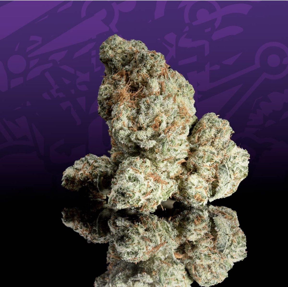 🍃 OG Bobby Johnson looking right 🔥 

#Weed #CannabisCommunity #SecretSesh #Autoflower #Gromies #growyourown #Cannabis #dank #WeedLovers #WeedSmokers #JGYO #marijuana #za #loud #fire #blazeit #legalweed #prop215 #rollitup