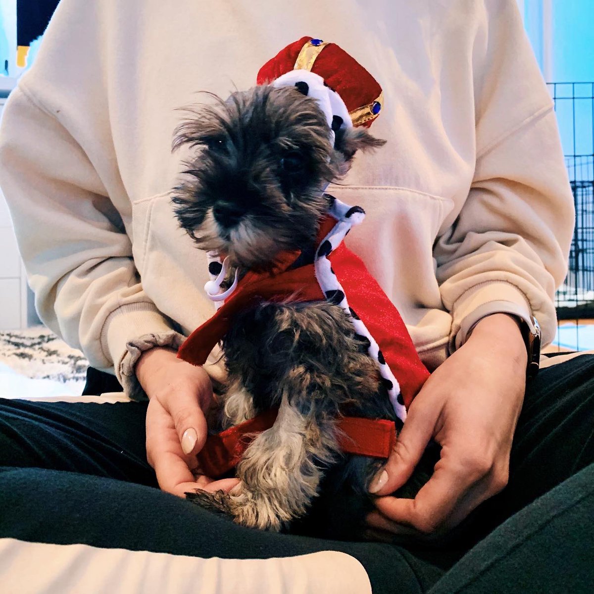 💡Fun Fact: many accessories are inspired by real life events in Wallie’s life. Check out his majesty in his glory 👑✨ 

#nftcollection #dogsoftwitter