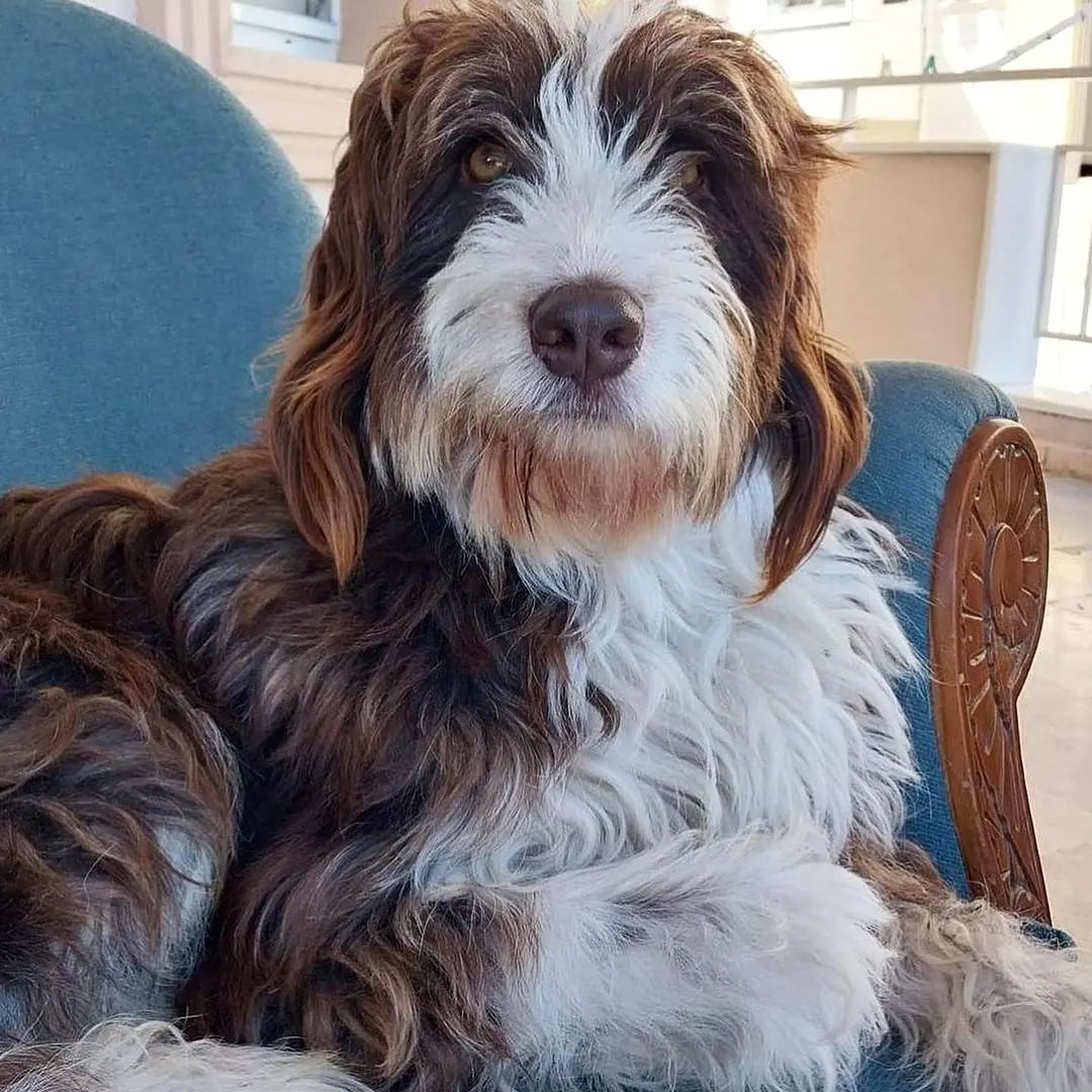 patiarkadas's tweet photo. 2.5 yaşında erkek özel bir cins terier,  bahçeli bir yuva arıyor, kısır değil, tüm aşıları yapıldı,  diğer köpeklerle, çocuklarla arası çok iyi, tuvalet eğitimi var. 
İletişim : 0 532 250 52 86 https://t.co/NRePSUmox5