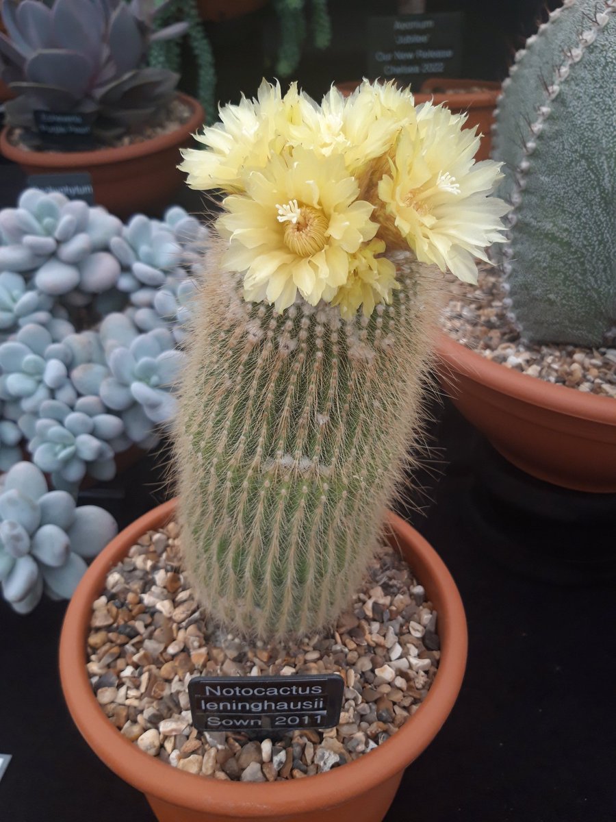 Hot Hot Hot <a href="/RHSHampton/">RHSHamptonCourt</a> today but our plants love it!