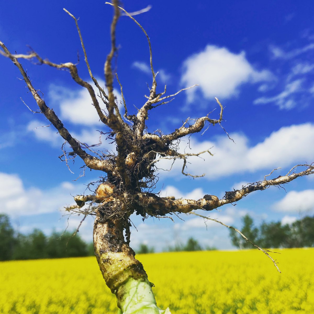 #clubroot in #ponokcounty popping up already 

#scout22 #agronomg