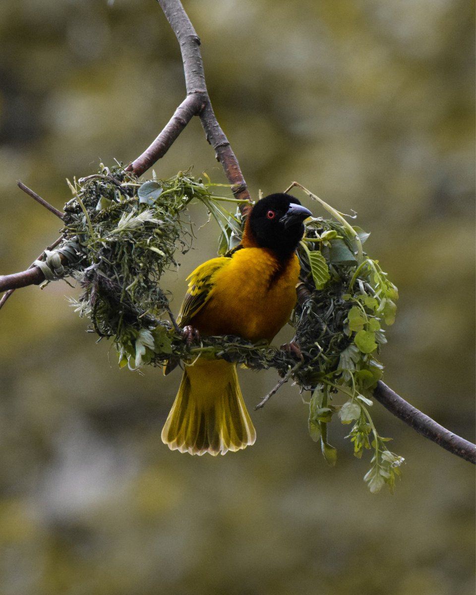 animalswithel's tweet photo. Spent a long time watching this guy building the start of his nest!

#bird #birds #weaverbird #villageweaver #nestbuilding #chesterzoo @chesterzoo https://t.co/rHnJka6zQj