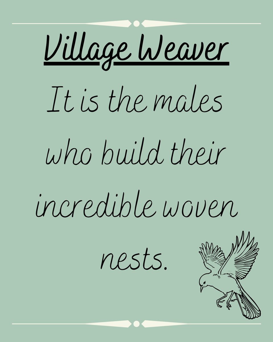 animalswithel's tweet photo. Spent a long time watching this guy building the start of his nest!

#bird #birds #weaverbird #villageweaver #nestbuilding #chesterzoo @chesterzoo https://t.co/rHnJka6zQj