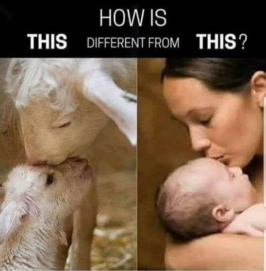 vikkb_d's tweet photo. #BanBakraEid
Stop killing animals in the name of god.. 🐩 https://t.co/6EqFUEyYCM