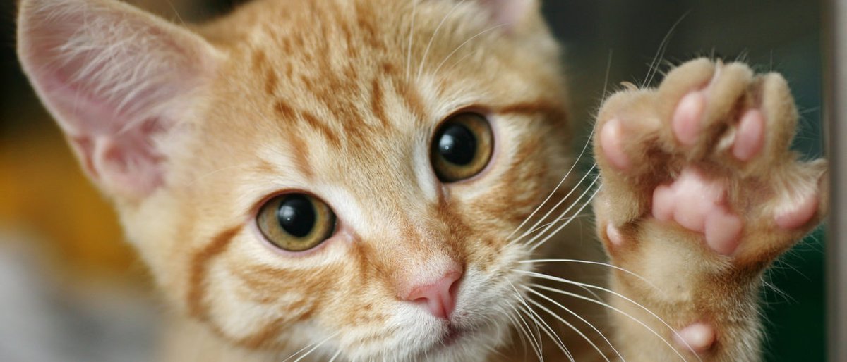 ALDF's tweet image. 🚨Delaware - Act now to protect cats! The Delaware General Assembly has passed H.B. 386, a bill to prevent landlords from requiring a tenant to have their cats declawed. Ask Governor Carney to sign this bill into law today! ➡️aldf.us/3RoVcmW