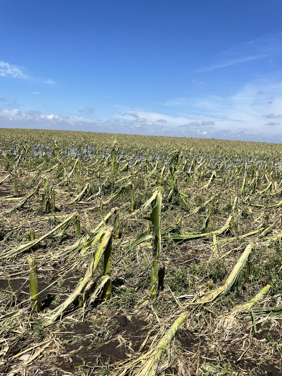 FE_DigitalAg's tweet photo. Hail damage north of Highmore, SD this week. Corn, soybeans, and wheat acres were affected. The FarmCommand Center hail tool shows this. - RH https://t.co/CRSr8qjPkf