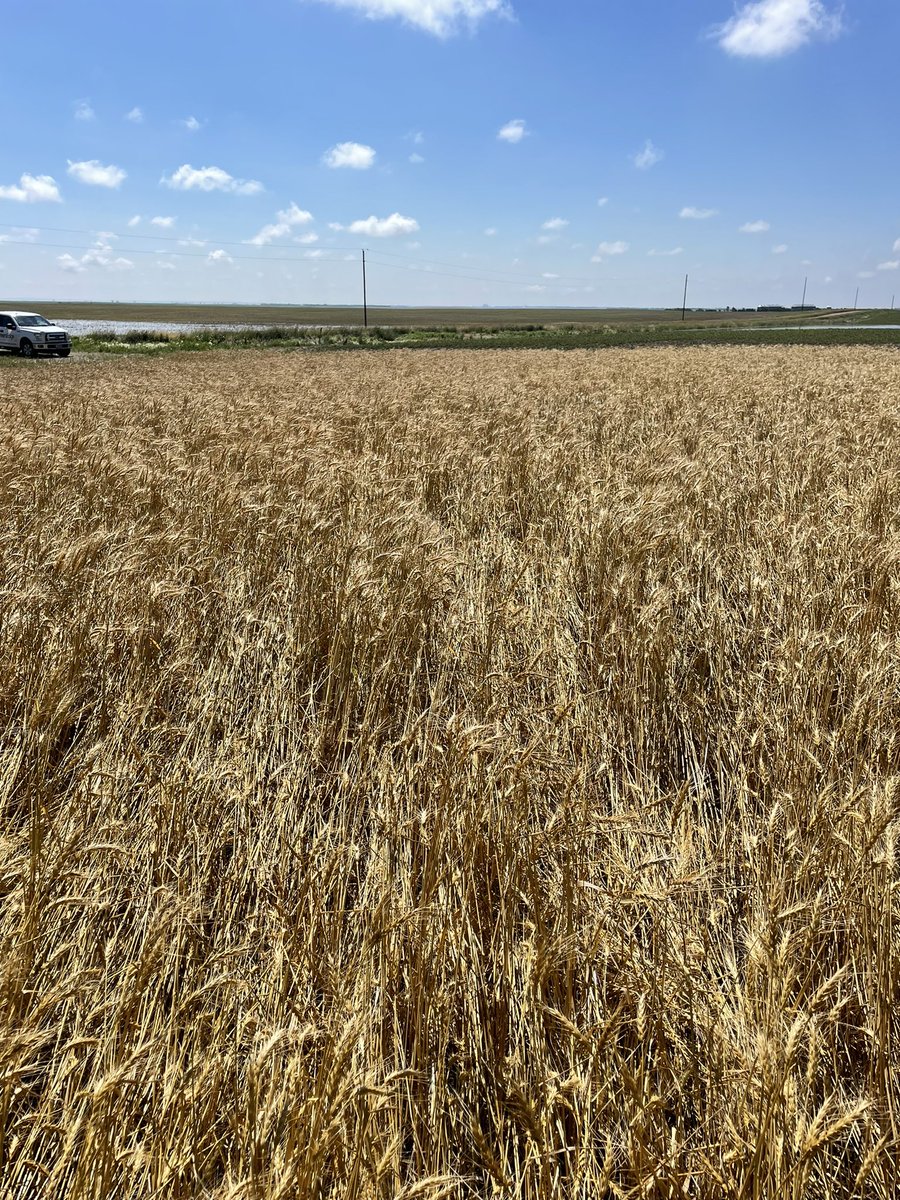 FE_DigitalAg's tweet photo. Hail damage north of Highmore, SD this week. Corn, soybeans, and wheat acres were affected. The FarmCommand Center hail tool shows this. - RH https://t.co/CRSr8qjPkf