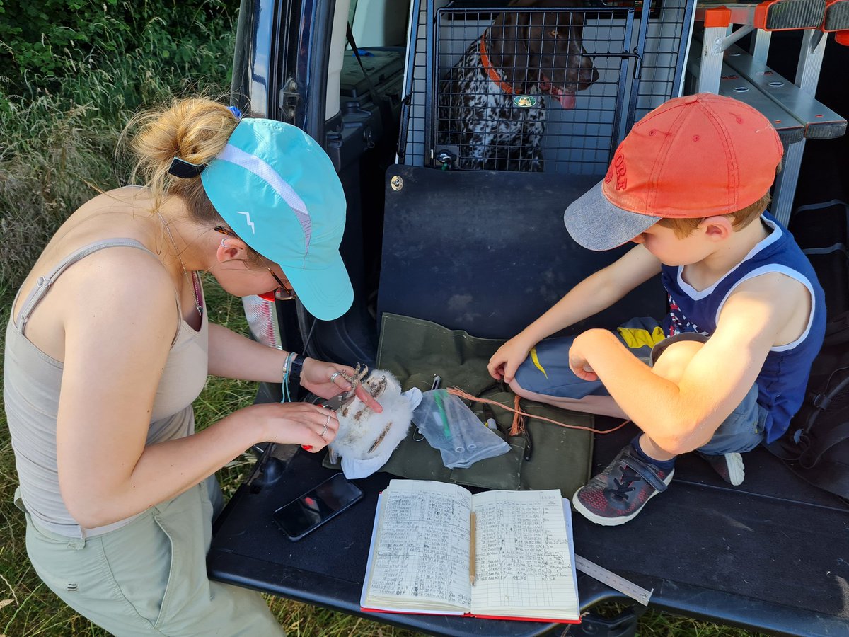 fbuner's tweet photo. Busy day #ringing today. Started with my #housesparrow RAS @_BTO this morning, taking me &amp; my student @amelia_corvin to 50 adults and 6 juveniles in my garden so far this year, followed by #barnowl across #SelborneLandscapePartnership #farmcluster. 14 chicks of 7 broods so far. https://t.co/hpELSwENOe