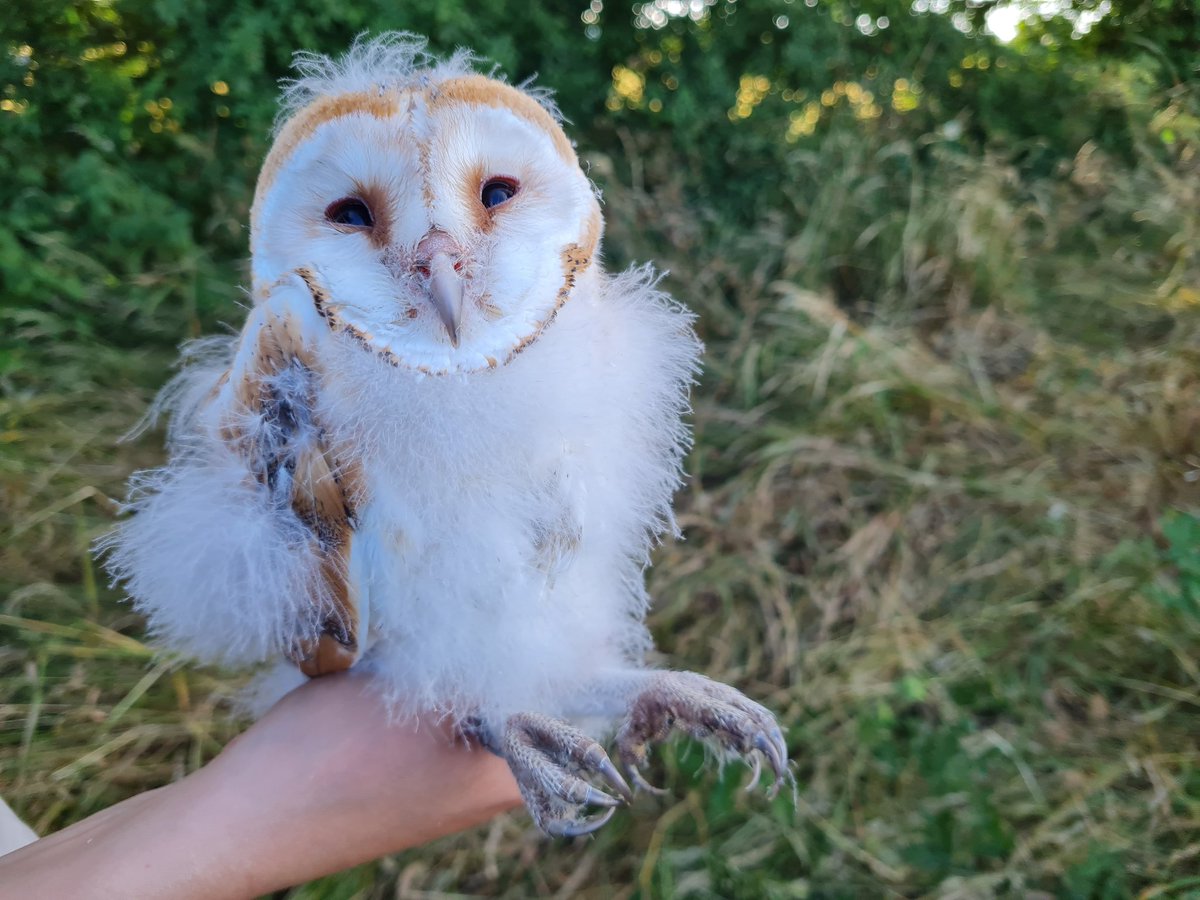 fbuner's tweet photo. Busy day #ringing today. Started with my #housesparrow RAS @_BTO this morning, taking me &amp; my student @amelia_corvin to 50 adults and 6 juveniles in my garden so far this year, followed by #barnowl across #SelborneLandscapePartnership #farmcluster. 14 chicks of 7 broods so far. https://t.co/hpELSwENOe