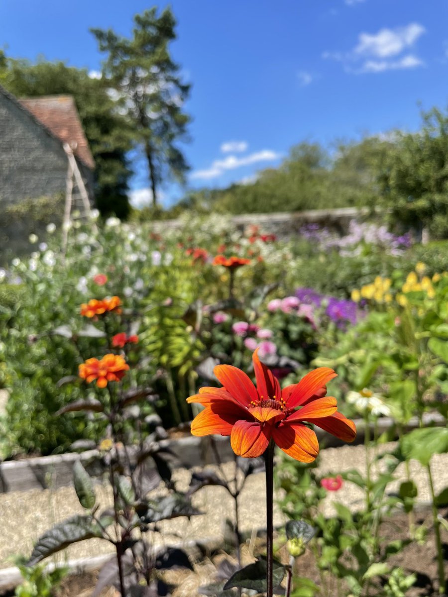 Heliopsis ‘Bleeding Hearts’ packing some heat under a blue sky.