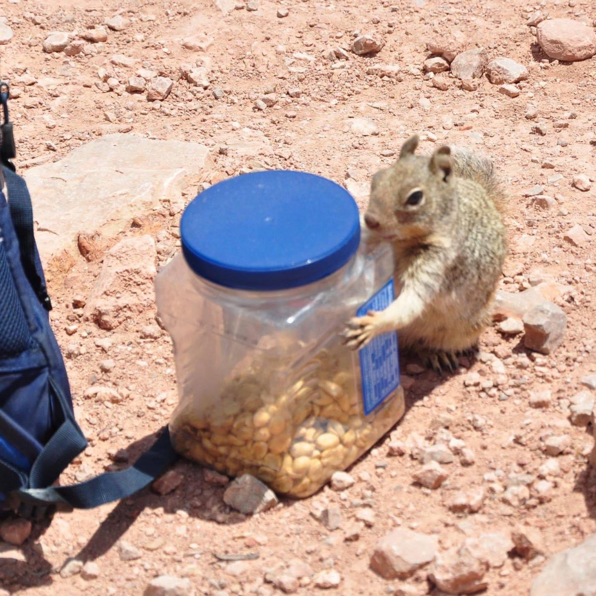 NatlParkService's tweet photo. What a squirrel wants. What a squirrel needs. Whatever makes you happy &amp; sets you free…except people food. 

The squirrels @GrandCanyonNPS are skilled at finding food on their own. When you visit a park, don't be fooled by the cute demeanor. It’s a trap!!!

#KeepWildlifeWild https://t.co/c69McnIWYb