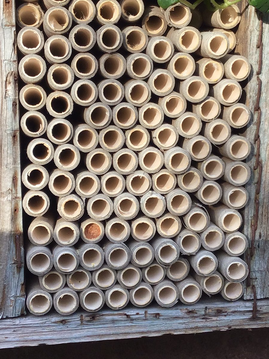 virgil_like's tweet photo. Finally !! Nesting tubes I put in garden which the #RedMasonBees completely shunned, are now being used by some smaller later #SolitaryBees https://t.co/fyyR95UFU4