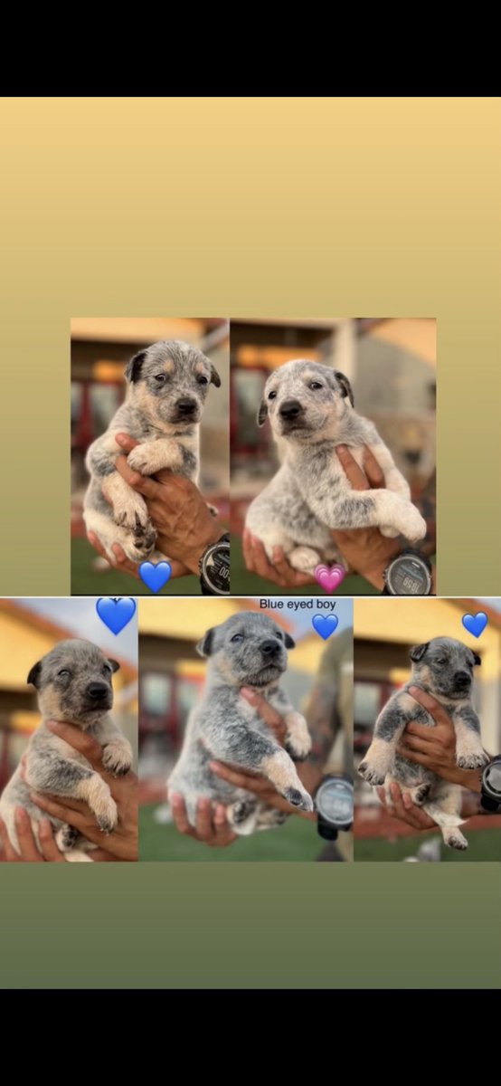I still have 5 puppies left! Blue heeler pups! Msg me for info