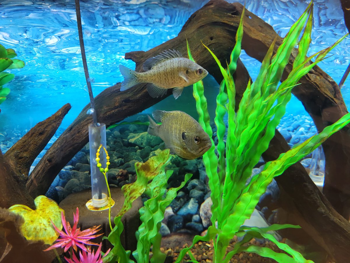 elplibrary's tweet photo. We have three sunfish in our native fish tank that need names, and we need your help to name them! Submit your ideas here: https://t.co/ah5kQHnUBC.
Funding for this tank was provided by the @US_IMLS through the @LibraryofMich.
#NativeFishTank #sunfish #IMLSgrant #EastLansing https://t.co/yoTRxR3OKz