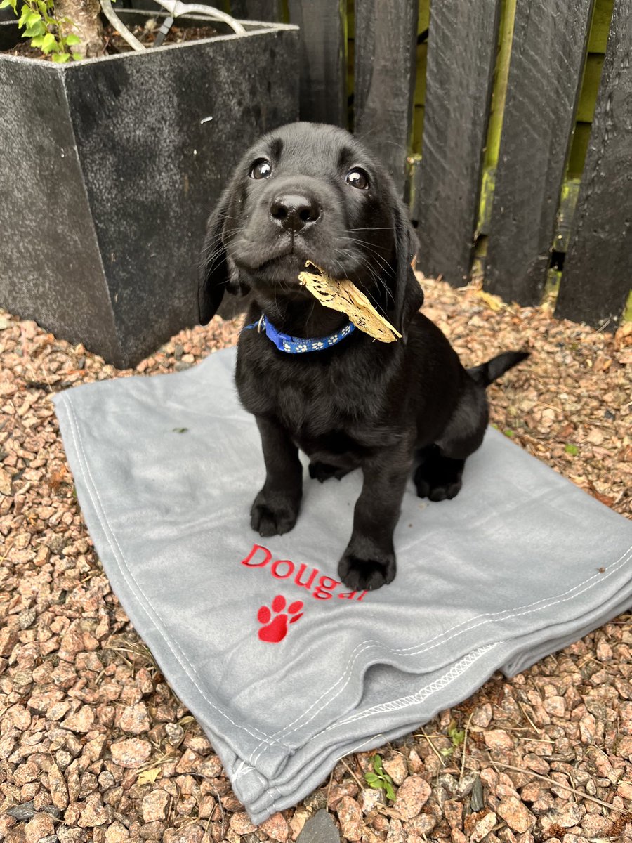 My little brother is called Dougal in honour of my very first #DogTwitter bud <a href="/Dougal_the_Lab/">Dougal the Lab</a> because we think he’s the greatest.

#BigDugDoug
#WeeDugDoug

#HighlandDougal 
#MudWoogleKingDougal