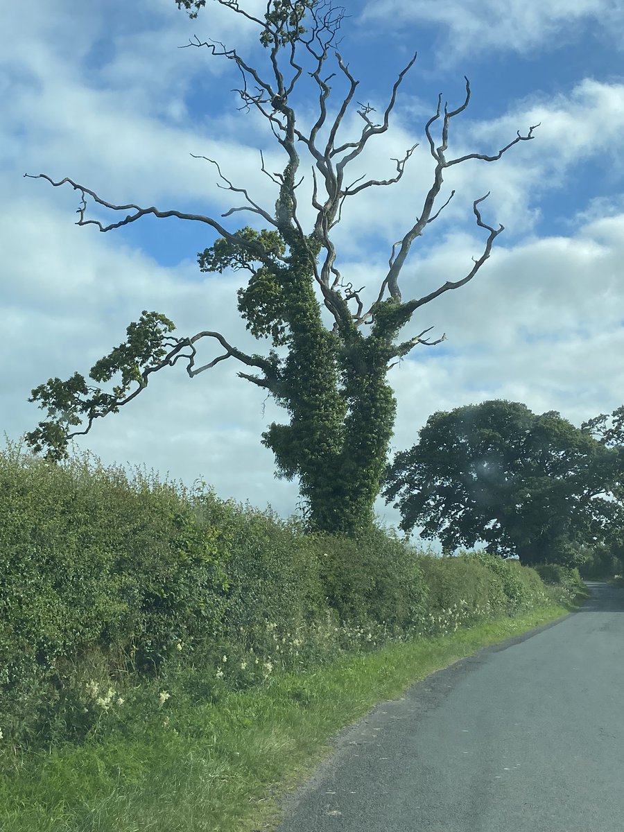 rattycastle's tweet photo. Oh dear another one bites the dust #dutchelm https://t.co/x1LnCOjjoY