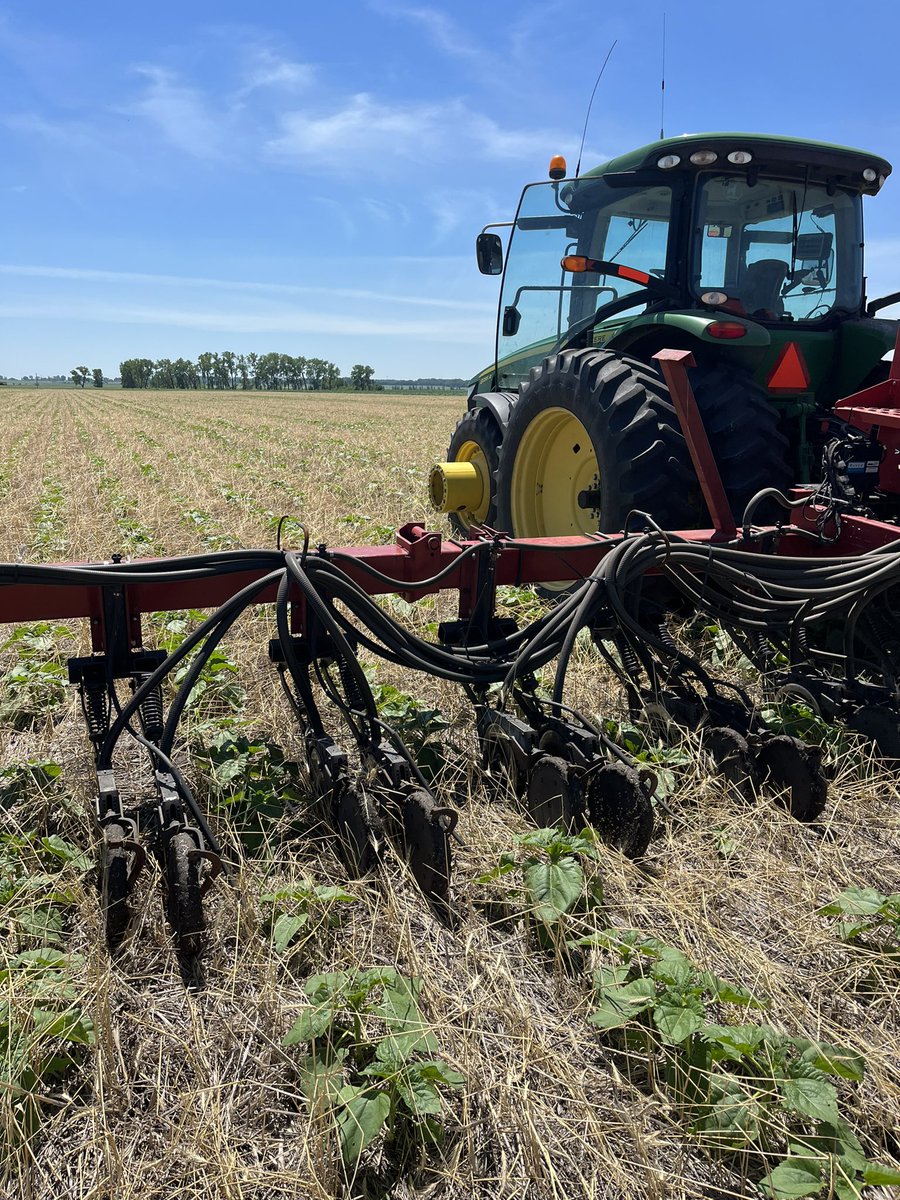 TZimmermanfarms's tweet image. Inter-seeding a mix into the sunflowers. #covercrops #SoilHealth #interseeding