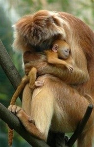 bellalilli161's tweet photo. The embrace of a mother โค๏ธ
#love
#nature
#wildlifephotography https://t.co/CV6ez8lGHc