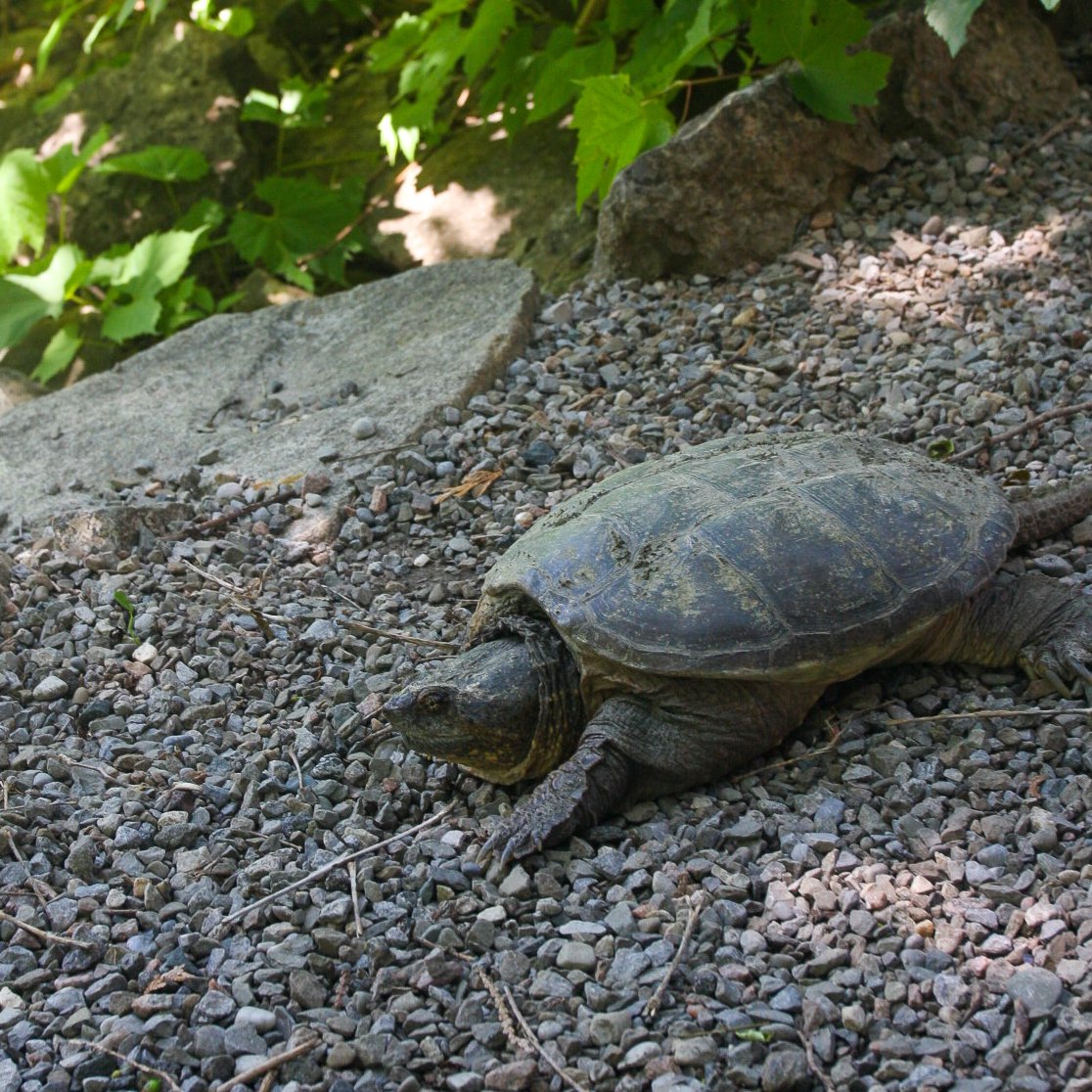 Happy Friday ☀️ It's the perfect time to soak up the sun by the waterfall like our resident snapping turtle - and support local artists at the Mill!