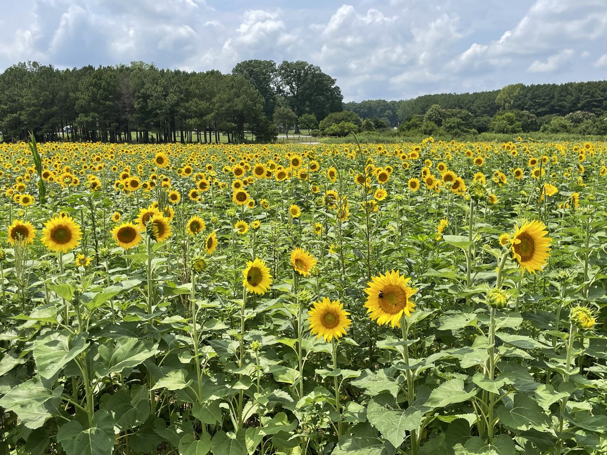 DixPark's tweet image. Special Update 7/8: The #DixParkSunflowers are loving all the rain 🌦️ 🌻 🌻 🌻 Flowers are opening quickly with about 50-75% of the field now in bloom! 

Visit our website to plan your visit:
👉 dixpark.org/sunflowers

@raleighparks | @Raleigh_Water | @RaleighGov