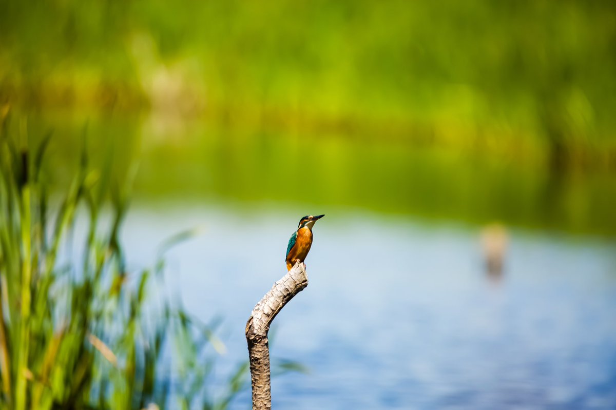 Lovely to see the kingfisher today. #kingfisher #wildlifephotography