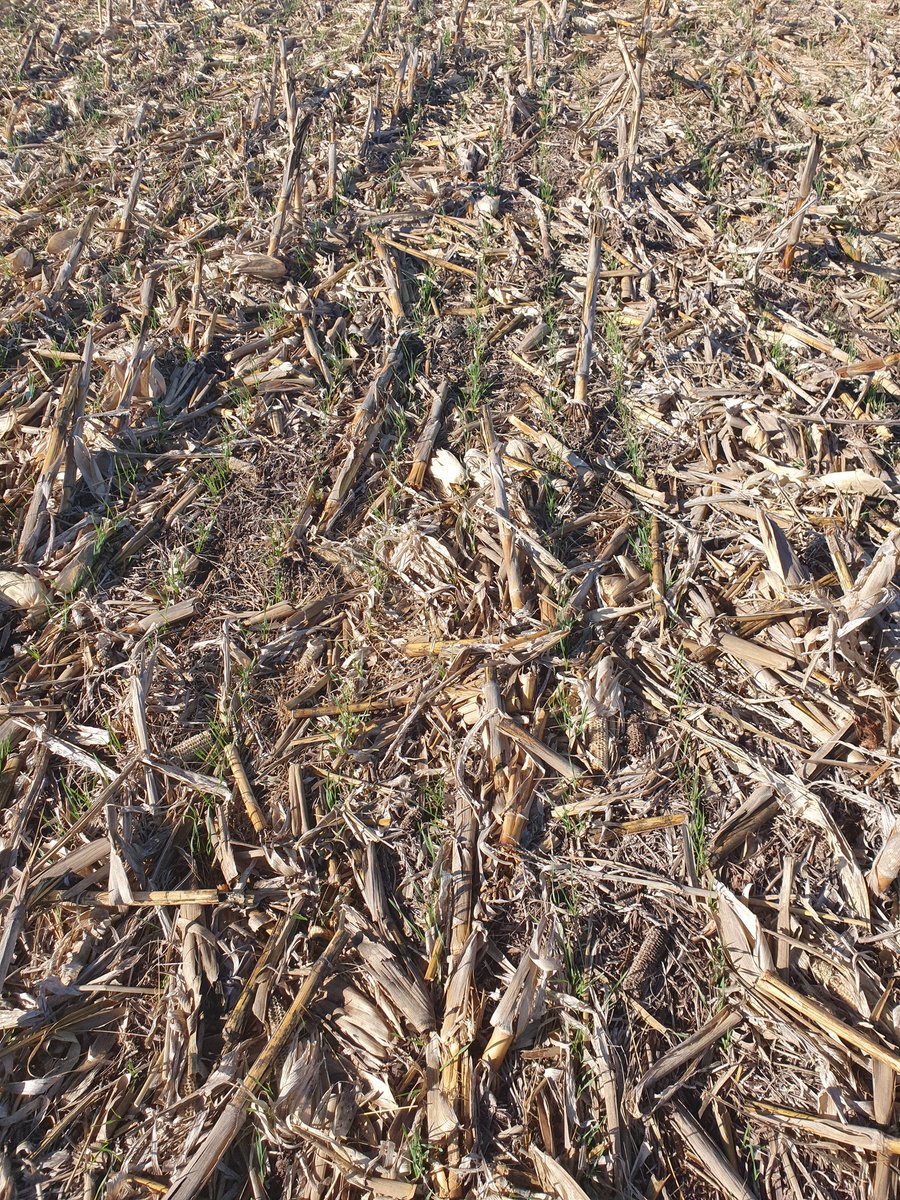 caw_brown's tweet photo. No Till wheat BA province Argentina a month on from drilling after corn and sunflower. Conditions very dry and forecast to continue. Argentine wheat price at world market levels despite 32% export retention tax. Inflation continues st 60% &amp; devaluation against USD not far behind https://t.co/Bt3rf3gwK8