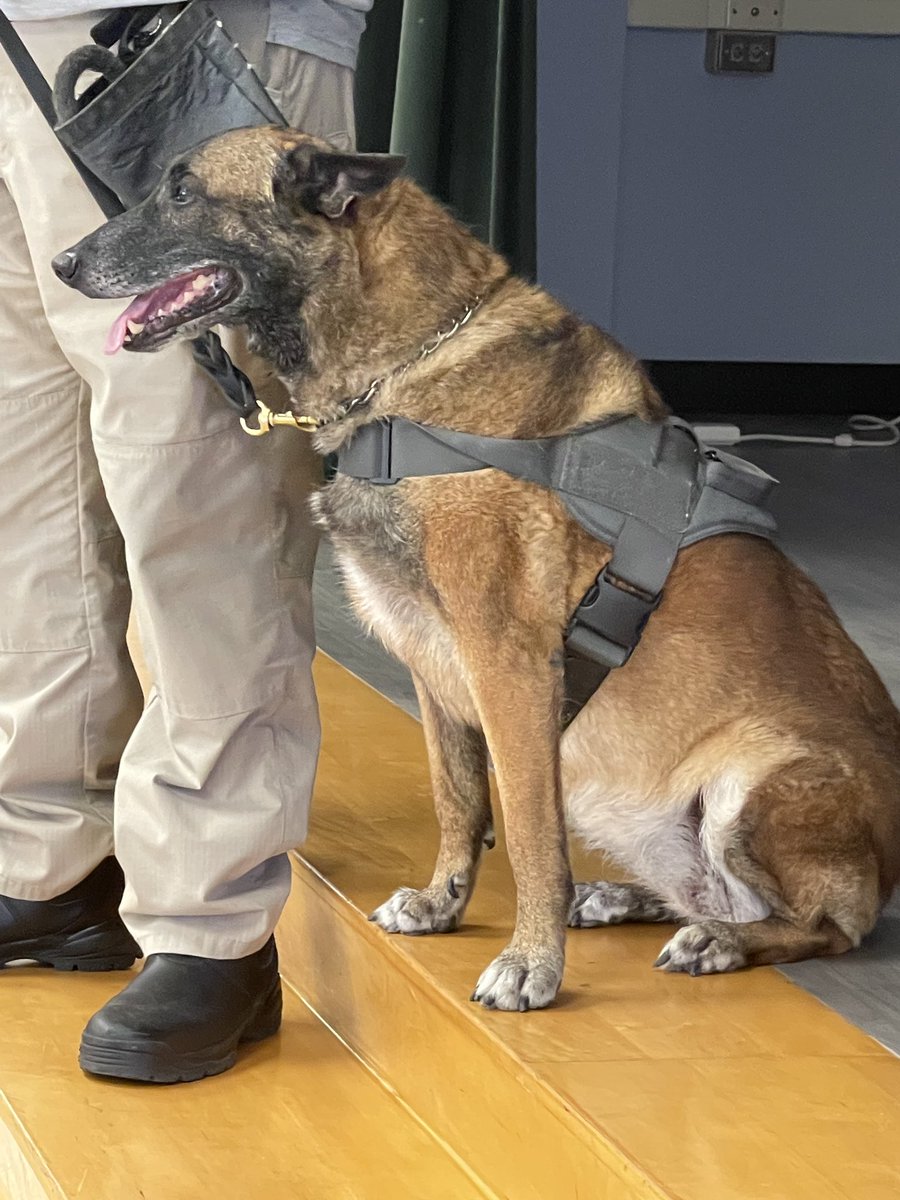 MVESummerSchool's tweet photo. Kinder and Pre-K kids watched a great presentation with Alice the service dog. Very informative! @adrianag62 @JessMontferrand @NISDMeadowVill @NISDPassmore @NISDCab @NISDPolice https://t.co/EOUM5IAB55