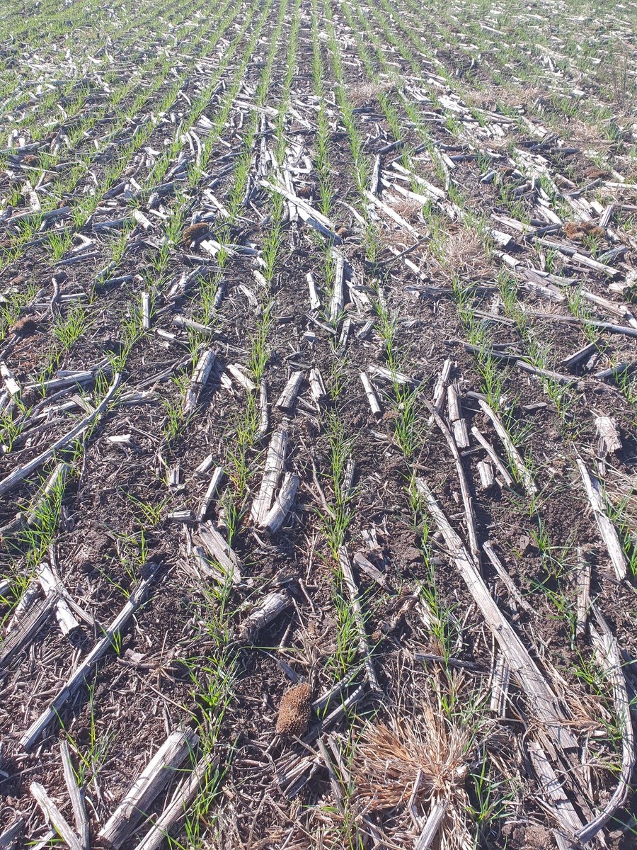 caw_brown's tweet photo. No Till wheat BA province Argentina a month on from drilling after corn and sunflower. Conditions very dry and forecast to continue. Argentine wheat price at world market levels despite 32% export retention tax. Inflation continues st 60% &amp; devaluation against USD not far behind https://t.co/Bt3rf3gwK8