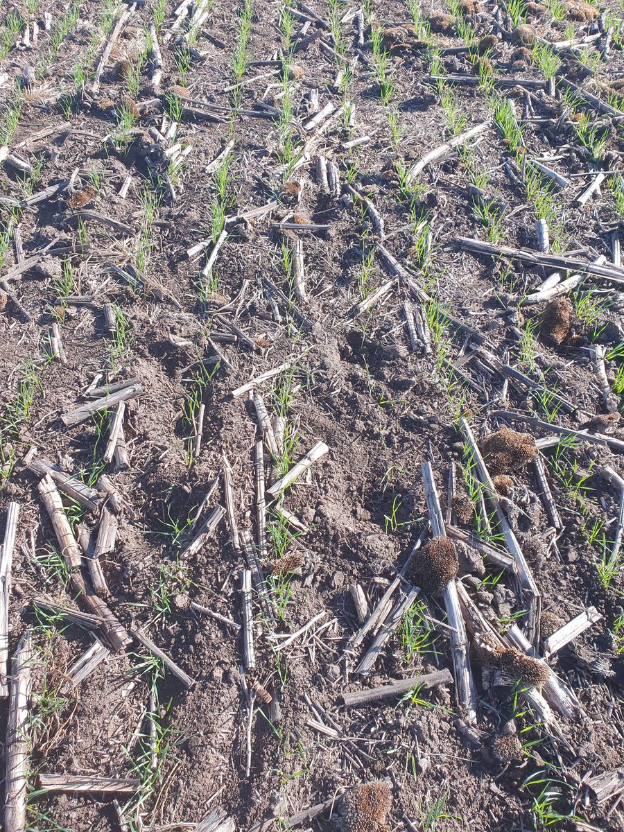 caw_brown's tweet photo. No Till wheat BA province Argentina a month on from drilling after corn and sunflower. Conditions very dry and forecast to continue. Argentine wheat price at world market levels despite 32% export retention tax. Inflation continues st 60% &amp; devaluation against USD not far behind https://t.co/Bt3rf3gwK8