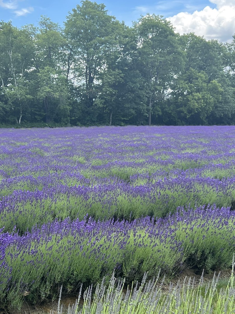 sasy100's tweet photo. #lavender https://t.co/ruWU0halHq