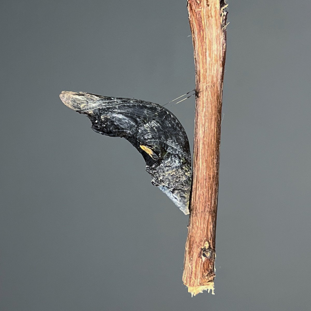 lepido_ptera's tweet photo. DAY 46. Wow! I think we're about to see a butterfly. The chrysalis has darkened, the metamorphosis is complete.

The most important thing for me is to capture this moment 🤞🏼 https://t.co/5AZNOCtVwc